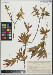 Foto von Salix alba L. x Salix pentandra L.